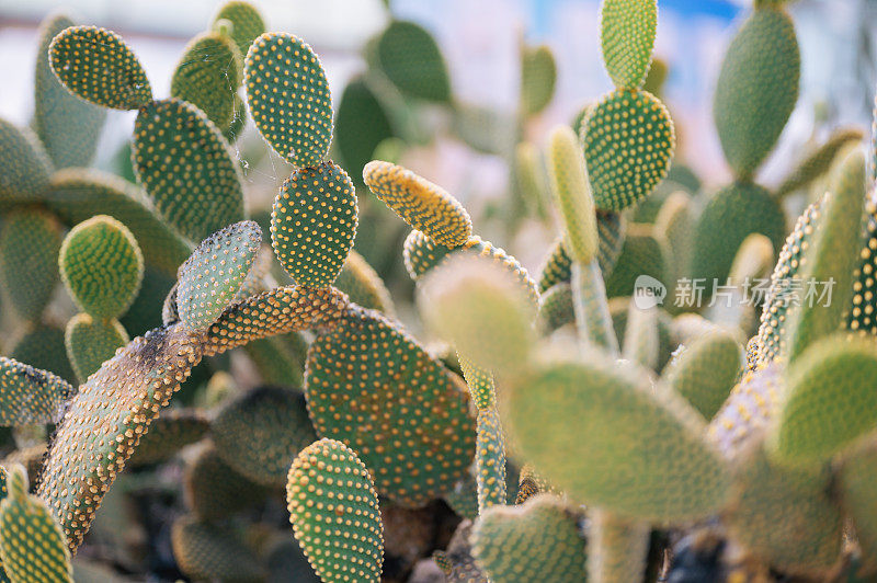 兔耳仙人掌或Opuntia microdasys在泰国清迈植物园种植园